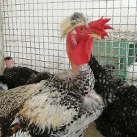 از من بخر ارزان بخر جوجه مرغ خروس