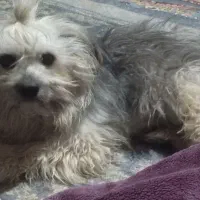 سگ نژاد شیتزو