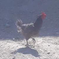 مرغ وخروس برهما