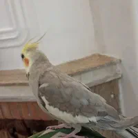 طوطی عروس هلندی|پرنده|رشت, نیکمرام|دیوار