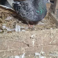 5عدد ماده اص