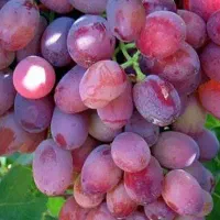 فروش ویژه مو انگور|حراج|شیراز, بعثت|دیوار