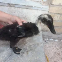 جوجه اردک