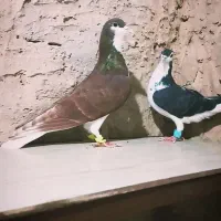 ساده پرشی کف‌تر|پرنده|چناران, |دیوار