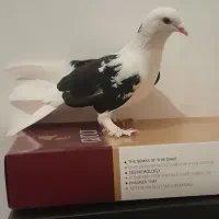 کبوتر|کلکسیون و سرگرمی|تبریز, |دیوار