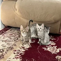 فروشی|گربه|تربت‌حیدریه, منصوریه|دیوار