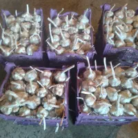 سیر درجه یک