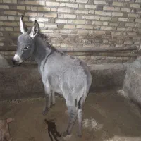 کره خر نر ۱ساله رنگ خاکستری روشن