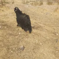 پازن