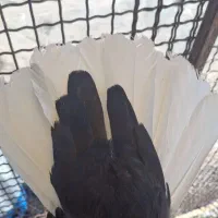 کبوتر بهبونی|پرنده|شیراز, دوکوهک|دیوار