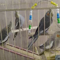 عروس هلندی