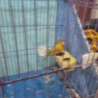 حفت قناری مست شلاقی