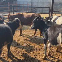 فروش گوساله دورگ محلی|حیوانات مزرعه|رامند, |دیوار