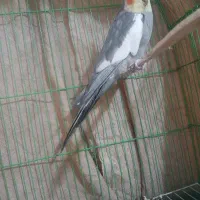 عروس هلندی|پرنده|محمدشهر, شهرک چمران|دیوار