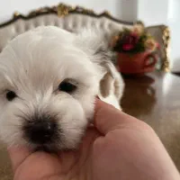 فروش توله‌سگ فقط به افراد مسئول و عاشق حیوانات|سگ|مشگین شهر, |دیوار