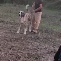 واگذاری سگ پژدر 5ساله