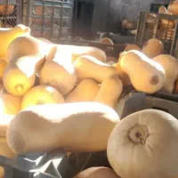 ضایعات کدو برای دام