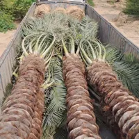 ارسال  نخل تنه دار از نخلستان|خدمات باغبانی و درختکاری|محلات, |دیوار
