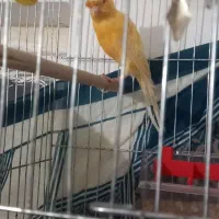 قناری نر بخون و ماده