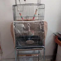جفت عروس هلندی مولد