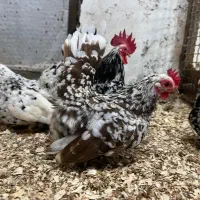 مرغ جاپنیز و دو خروس پورسلن نیمچه
