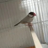 فنچ نرگسی سیلور جاوا بلبلی ذات شکلاتی سفید یکدست