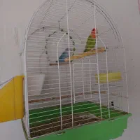 طوطی برزیلی با قفس ۲میلیون و۲۰۰