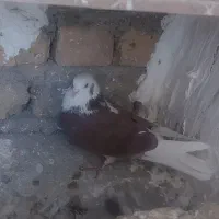 کبوتر گرفتنی