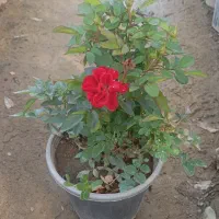 تولید کننده انواع رز هلندی و ساناز|گل و گیاه طبیعی|شریفآباد, |دیوار