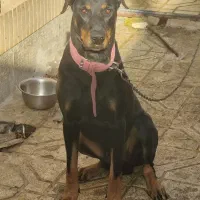 واگذاری|سگ|گلبهار, شهر جدید گلبهار|دیوار