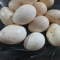 تخم بوقلمون نطفه دار برنز محلی