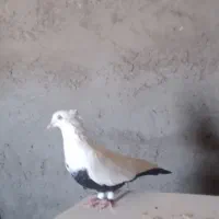 دم‌سیاه‌نر