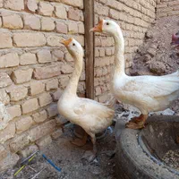 غوغاز|حیوانات مزرعه|آران و بیدگل, |دیوار