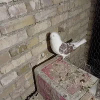 کبوتر پشتار|پرنده|مرند, |دیوار