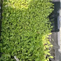 نشای گوجه فرنگی