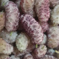 توت تازه