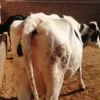 فروش گاو کشتاری جوان