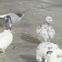 کبوتر گم شده