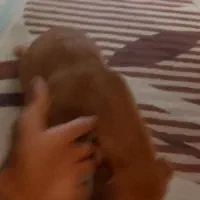 سگ نژاد اشپیزو|سگ|مشهد, سجاد شهر|دیوار