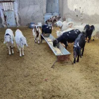 بز بزغاله دار و آبستن میش قوچ بره|حیوانات مزرعه|قم, شهر قائم|دیوار