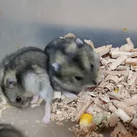 همستر|موش و خرگوش|اراک, |دیوار