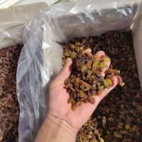 خشکبار کشمش و گله کاشمر احمد صمدی عبادی91|خوردنی و آشامیدنی|مشهد, عبادی|دیوار