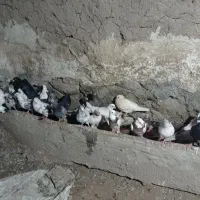 35تا کبوتر جفتی 350