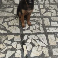 توله ژرمن شولاین