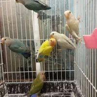 طوطی برزیلی مولد