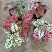 ۷ مدل گل زیر ۱۰۰ هزار تومن|گل و گیاه طبیعی|رشت, حمیدیان|دیوار