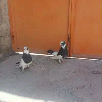یک جفت ابلغ نقابی