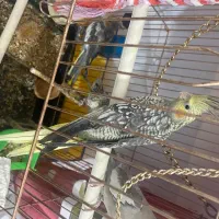 عروس هلندی (نر)|پرنده|ری, علایین|دیوار