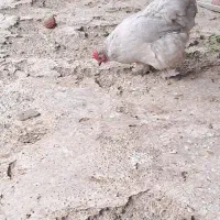 مرغ خروس کوشی