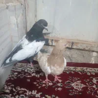 گلیم